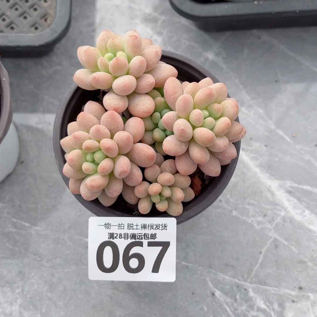 鱼子酱老桩多肉多肉