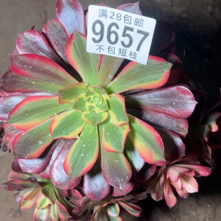 美杜莎多肉酱法师9657