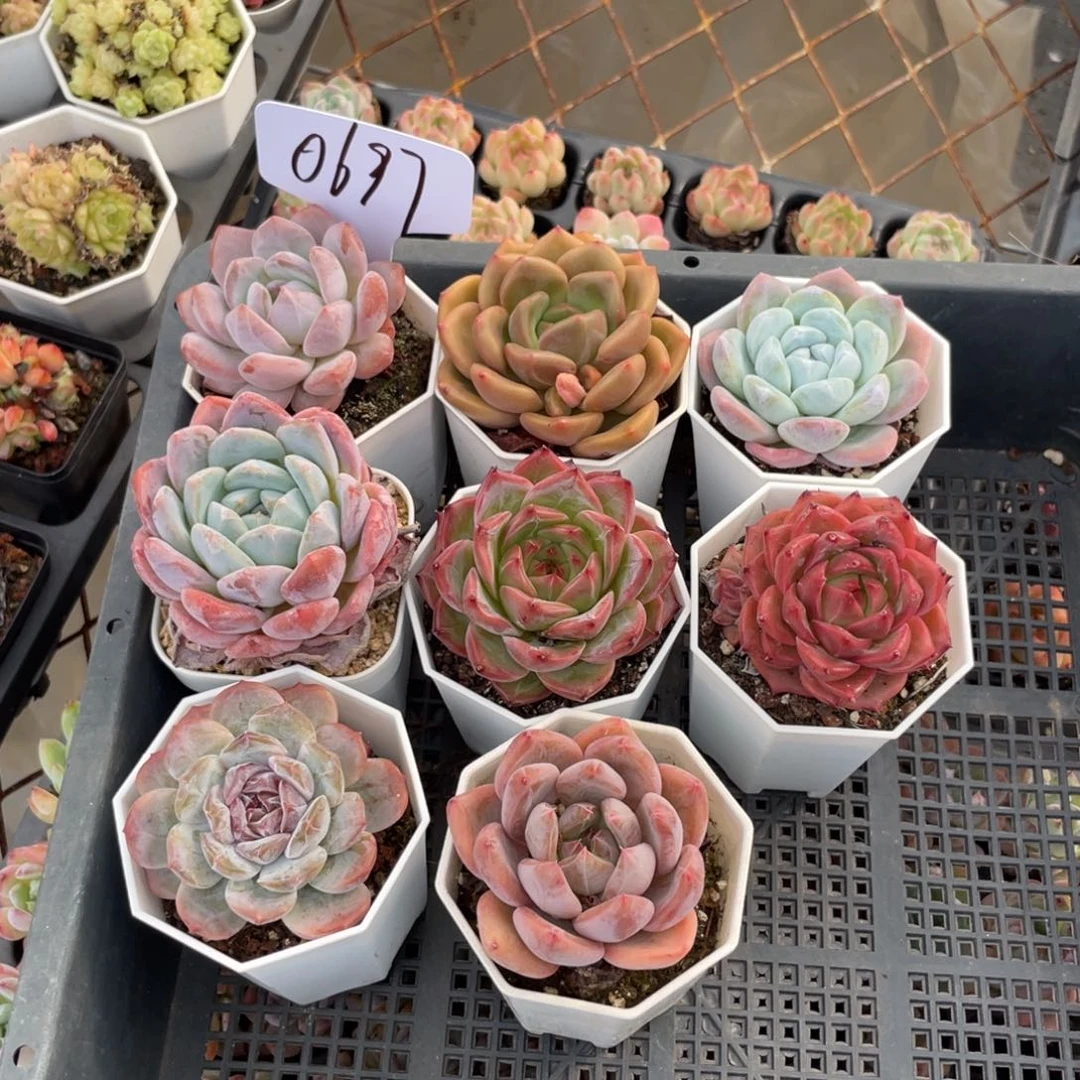 不包整散 盆子不售后0697