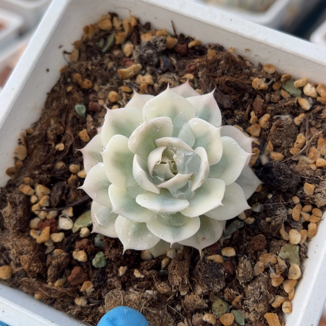 雪域锦，覆轮锦多肉植物
