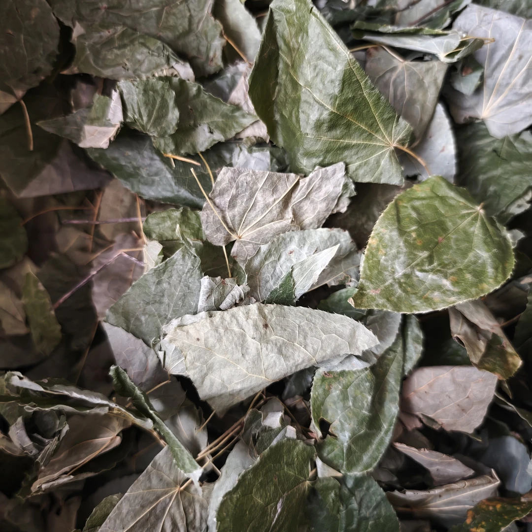 探寻大山里的珍品三支九叶草羊霍叶子