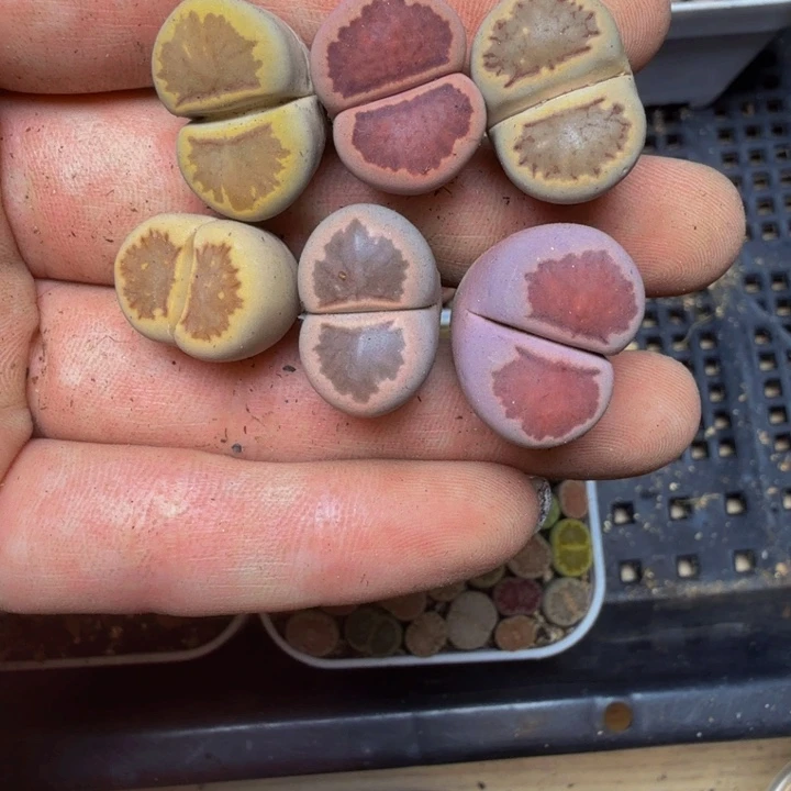 有***风多肉植物的生长发育28