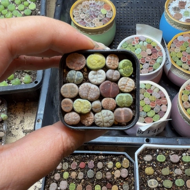 多肉植物的生长紫46