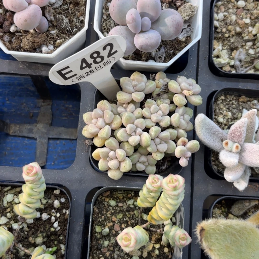 E482丸叶姬秋丽一物一拍