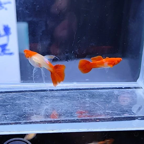 孔雀鱼24红头大C一对