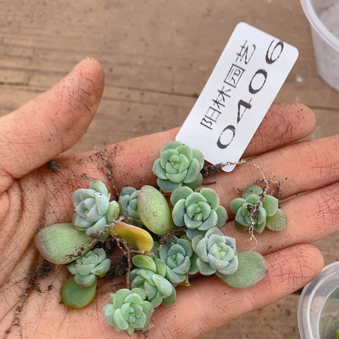 多肉植物多肉植物406
