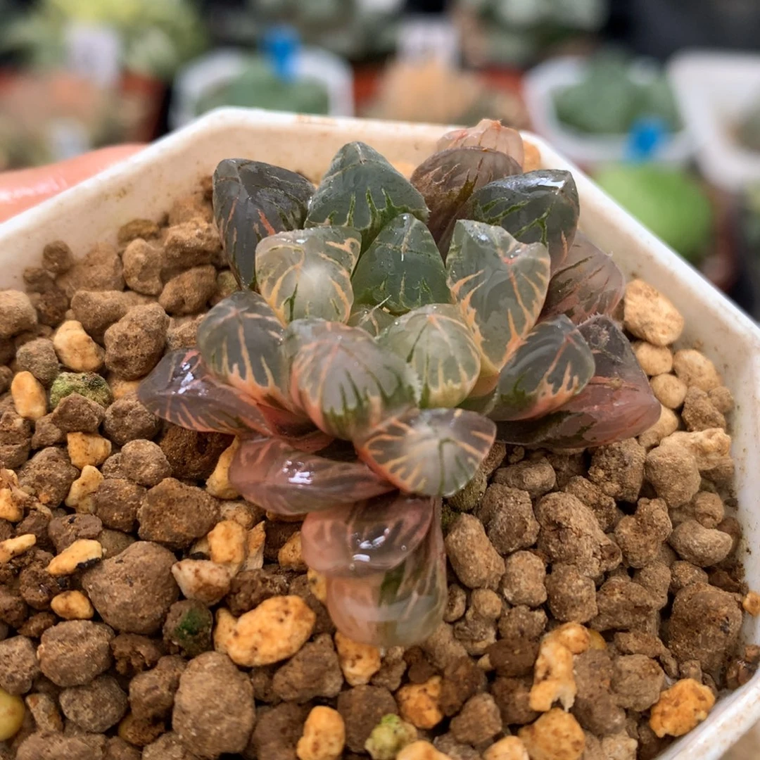 老川玉露锦，带盆一起