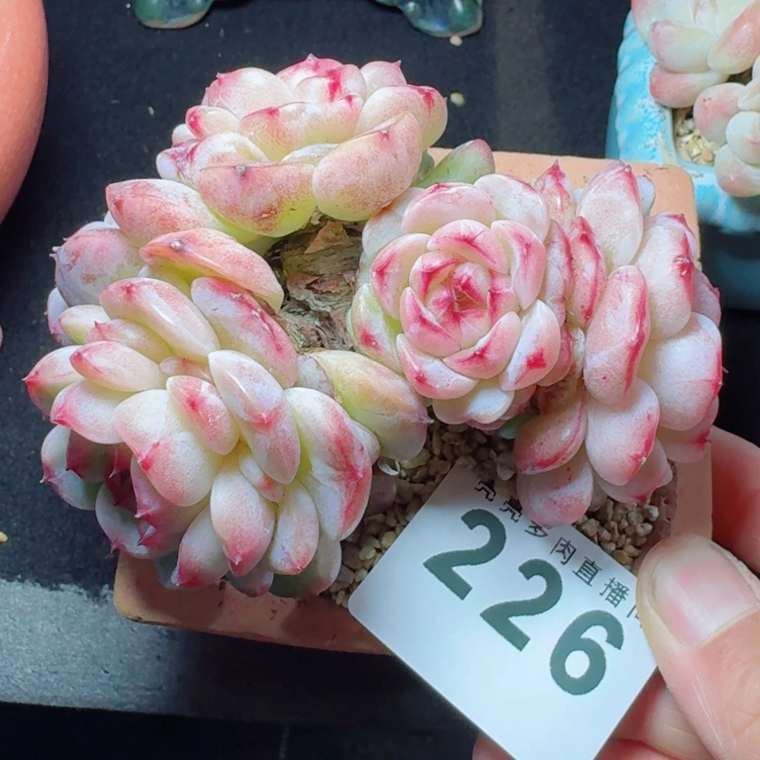 天鹅绒      愿你一路坦途，乘风破浪展宏图