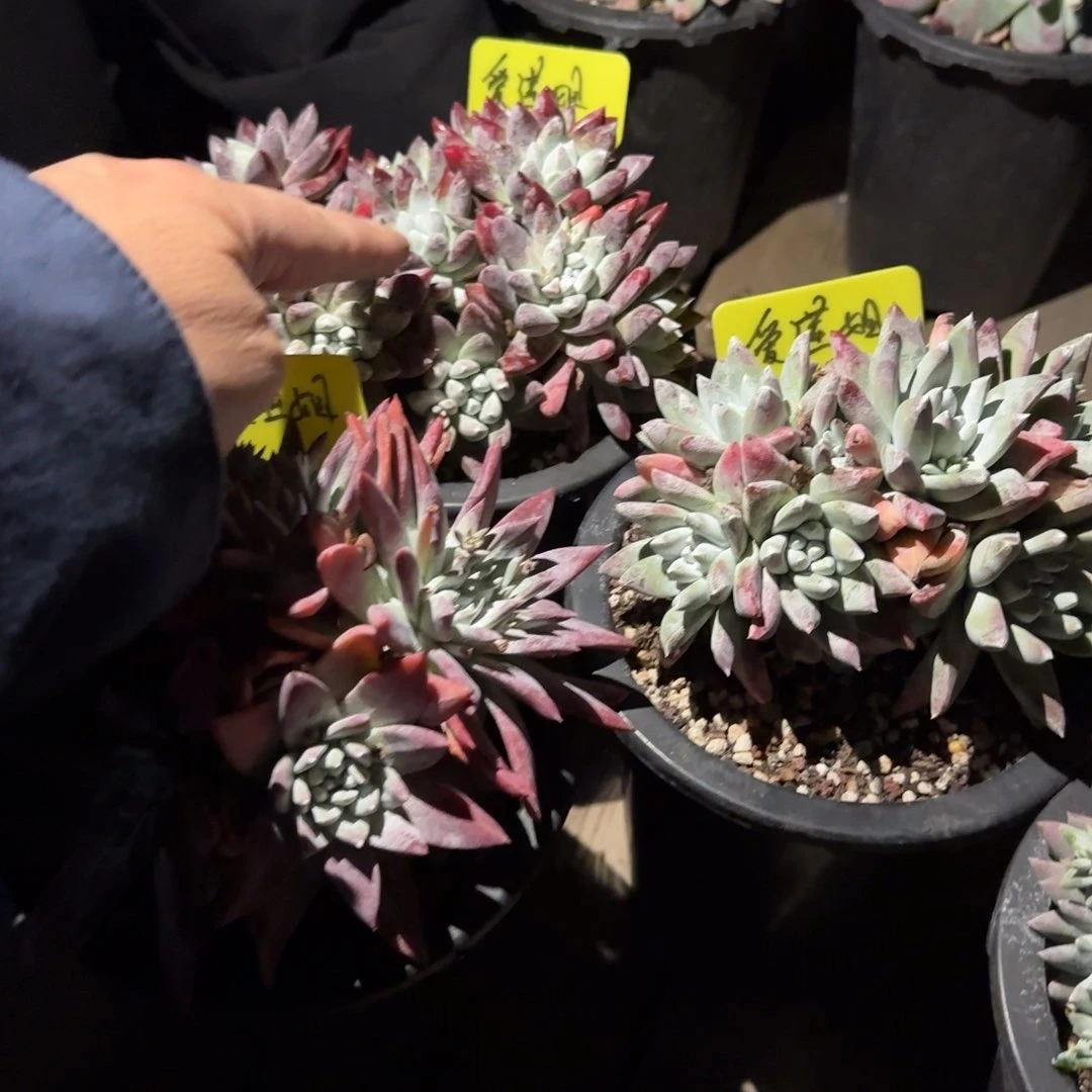 爱*20250131w爱莲姐