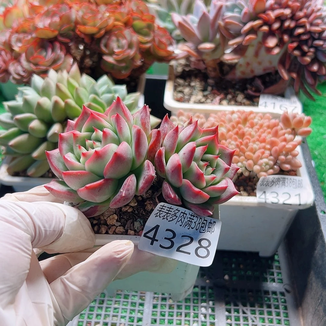 无花朵多肉一物一拍植物4328