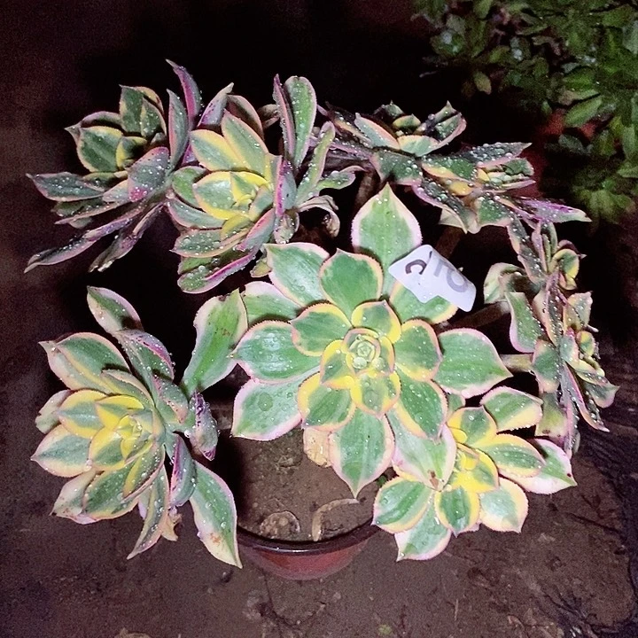 黄金灿烂会黑斑氧化335