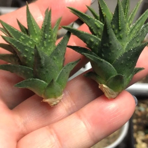 教****师哈哈哈哈哈哈哈哈哈哈哈