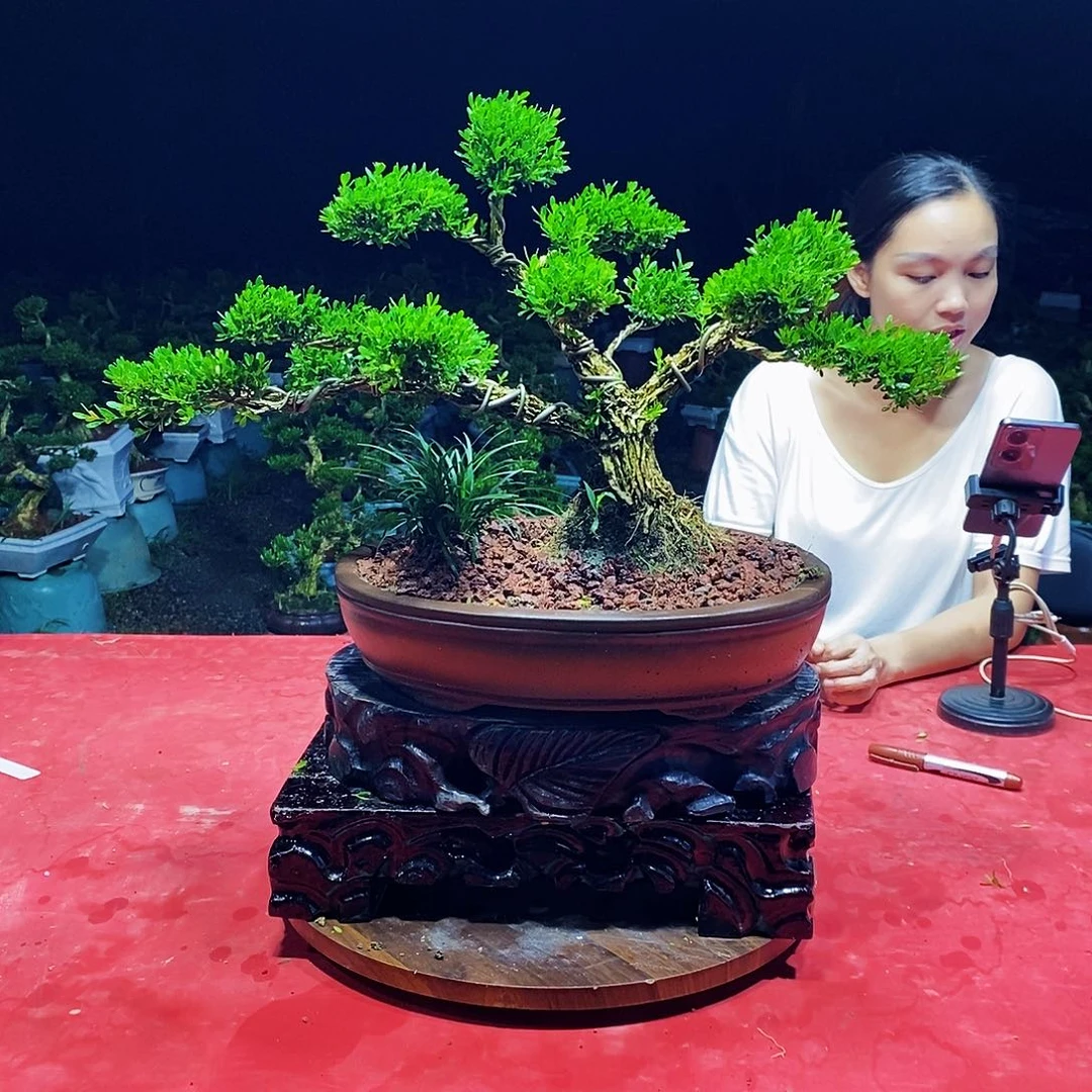 当前无花朵，栽培后可花朵