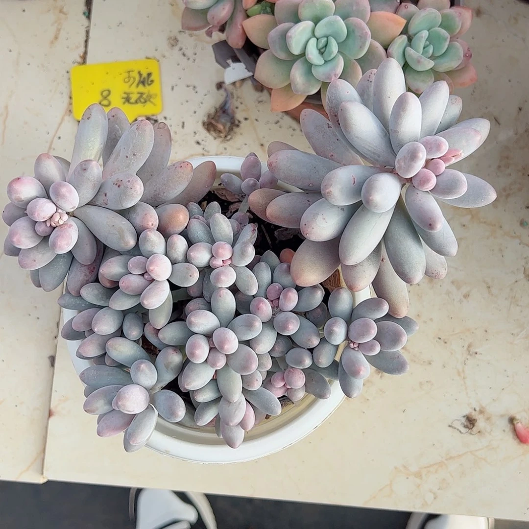 汤圆大盆多头整桩