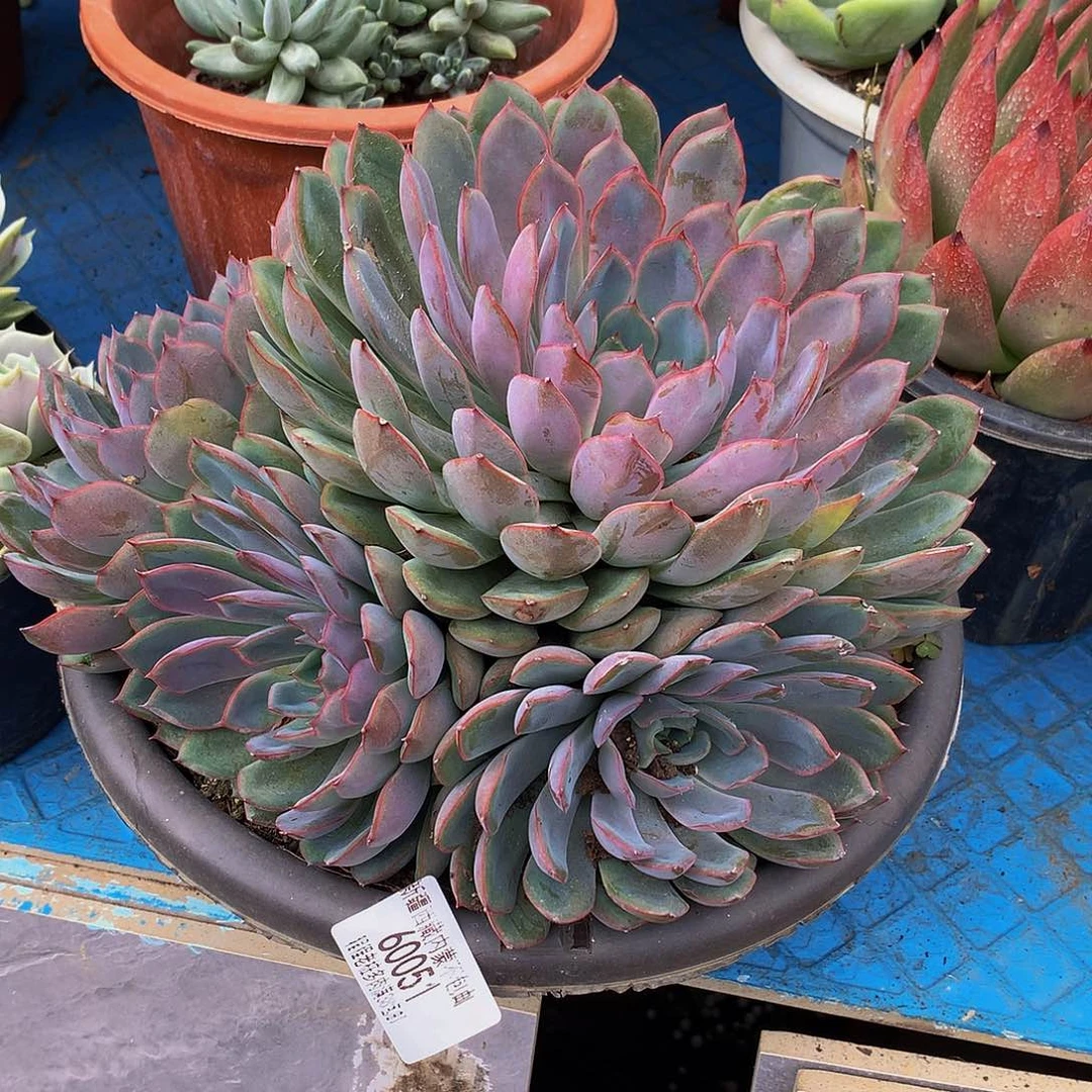 火***鸟暗冰60051多肉鹅v哦肉