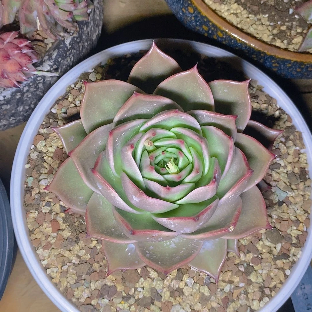 多肉植物星星单头