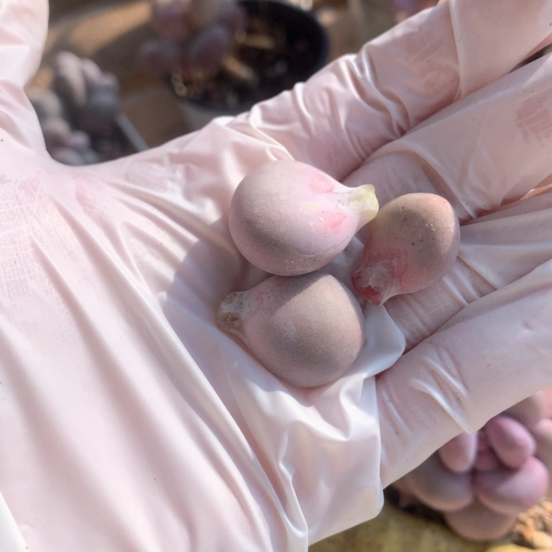 文乐叶片 文乐奶酪yipian