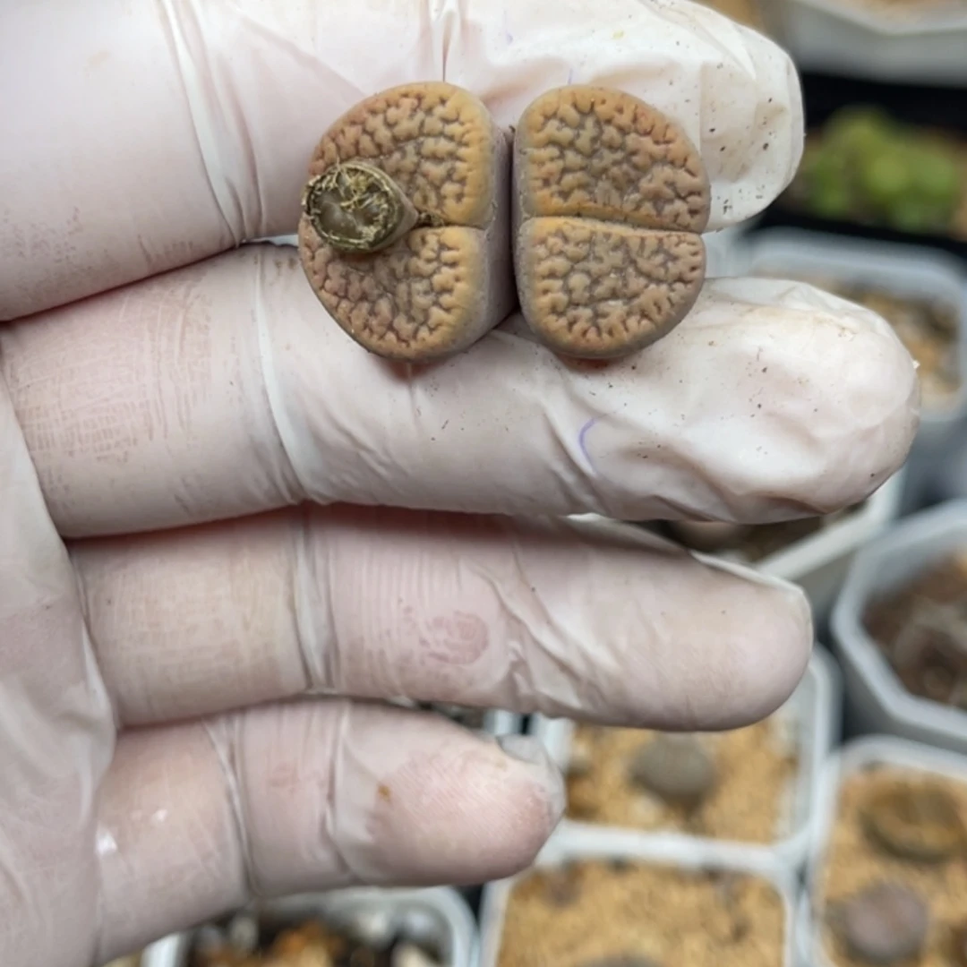 多肉植物一物一拍57