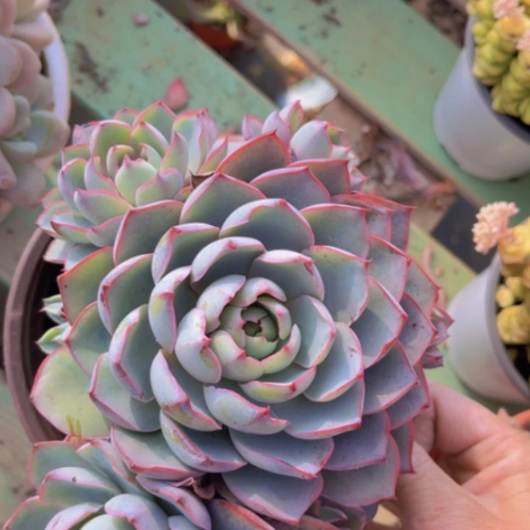 【闪购商品】赫拉08262