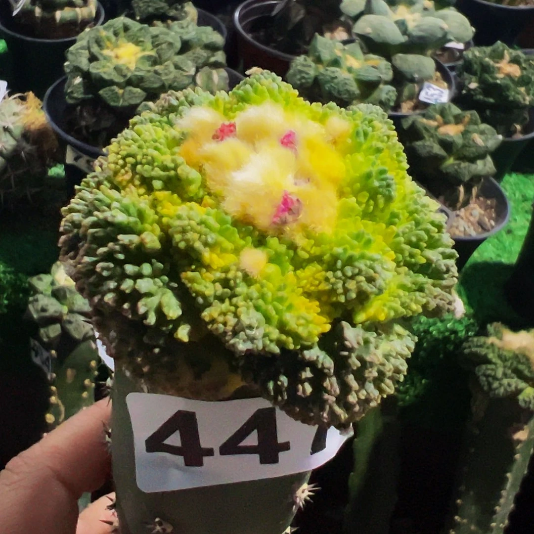 无花朵细密颗粒哥斯拉锦447