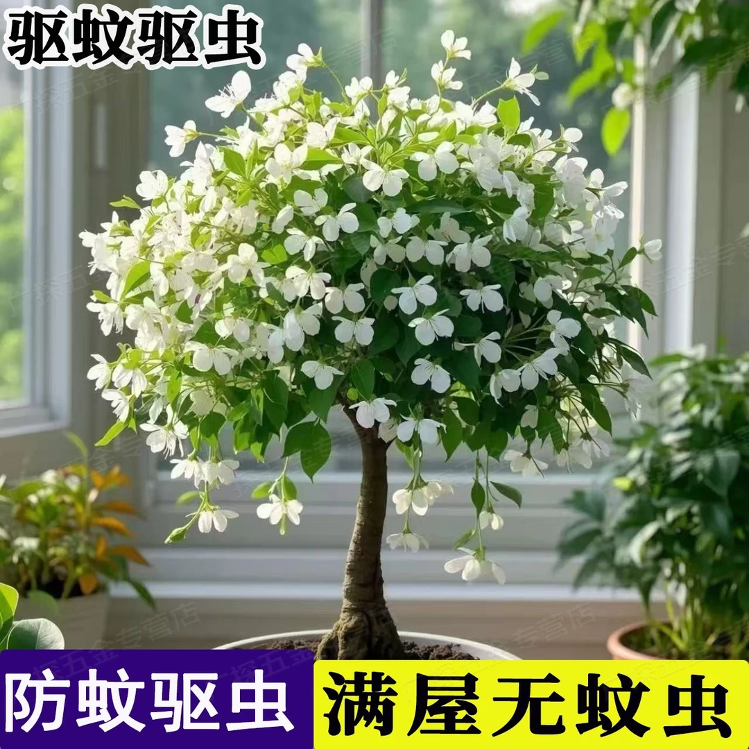 驱蚊虫金丝吊蝴蝶浓香型花苗四季开花卉南北方阳台盆栽植物好养