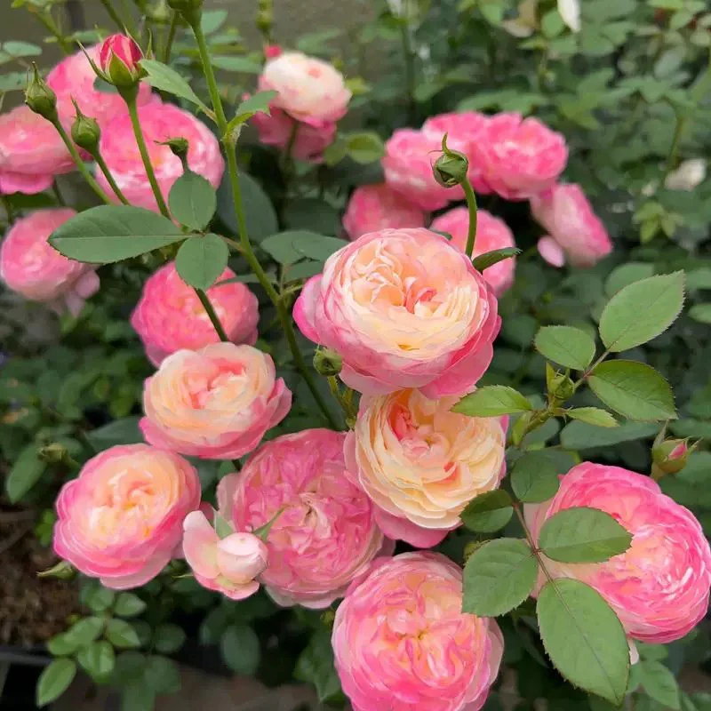 和室月季 颜色多变浓香包子勤花阳台庭院