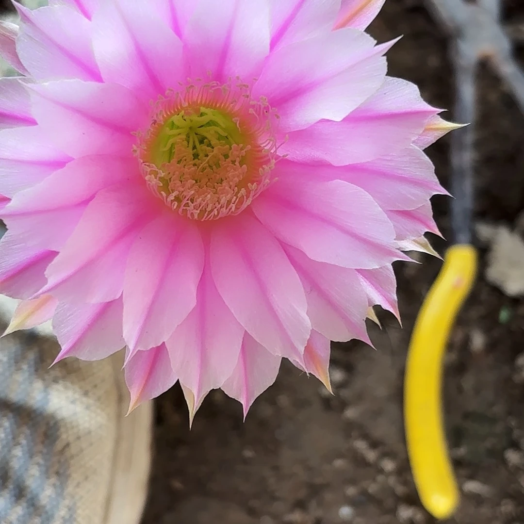 769 实生脱土脱花瑕疵