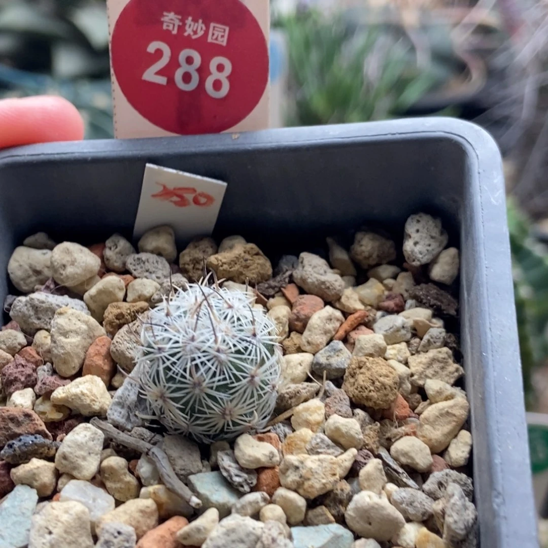 实生带中刺滕荣丸1.6cm