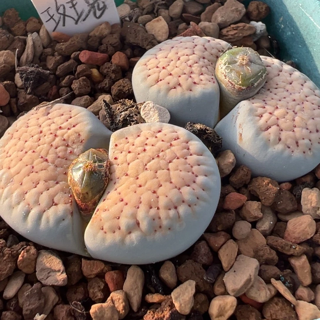 德州玫瑰红花多肉植物百科