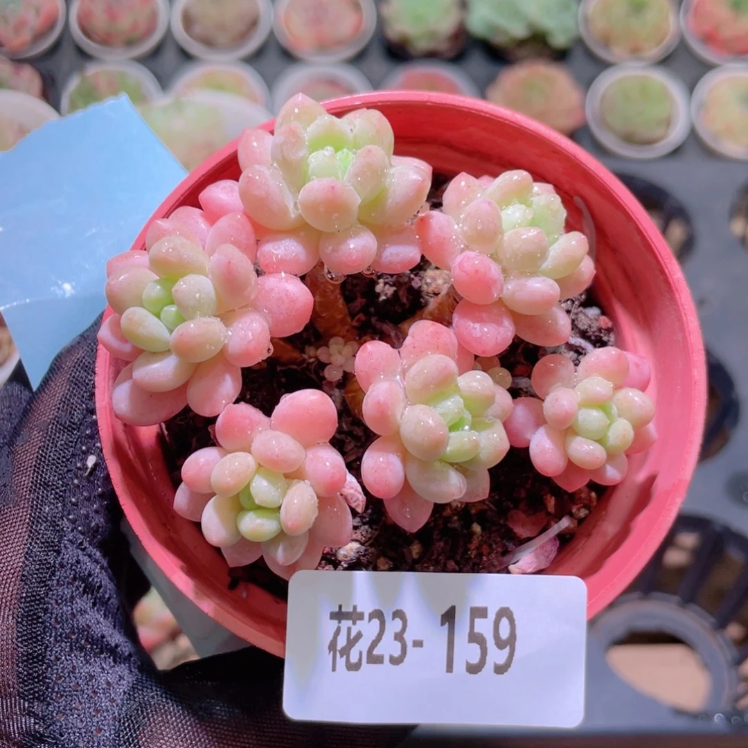 花利美23-159洛可可
