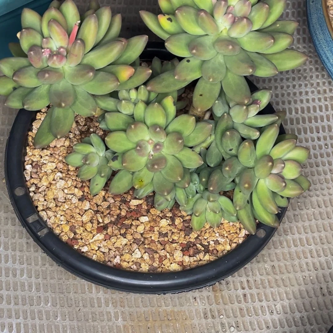 堡*堡长哥的多肉植物群生多肉