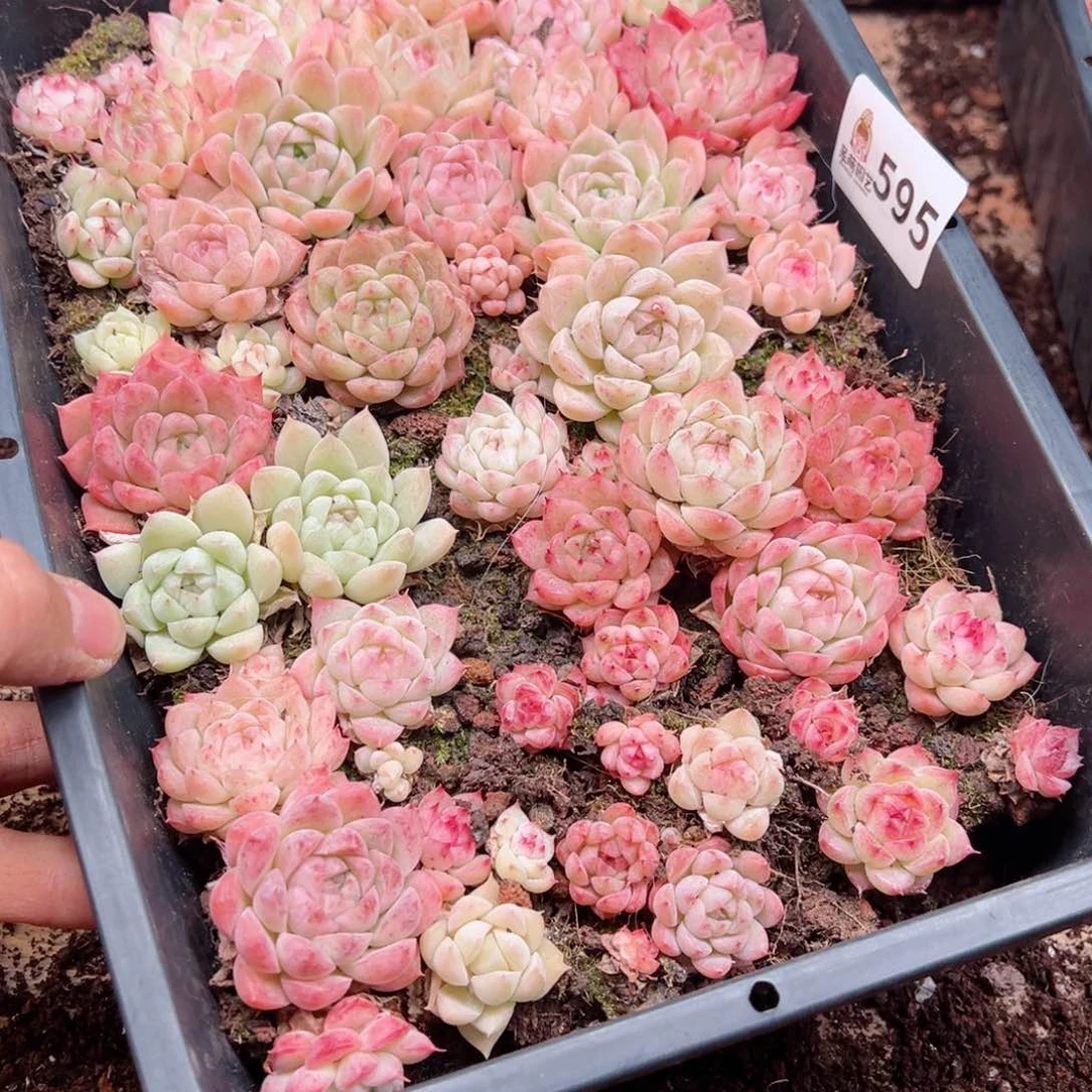 顺****好多肉植物多肉植物