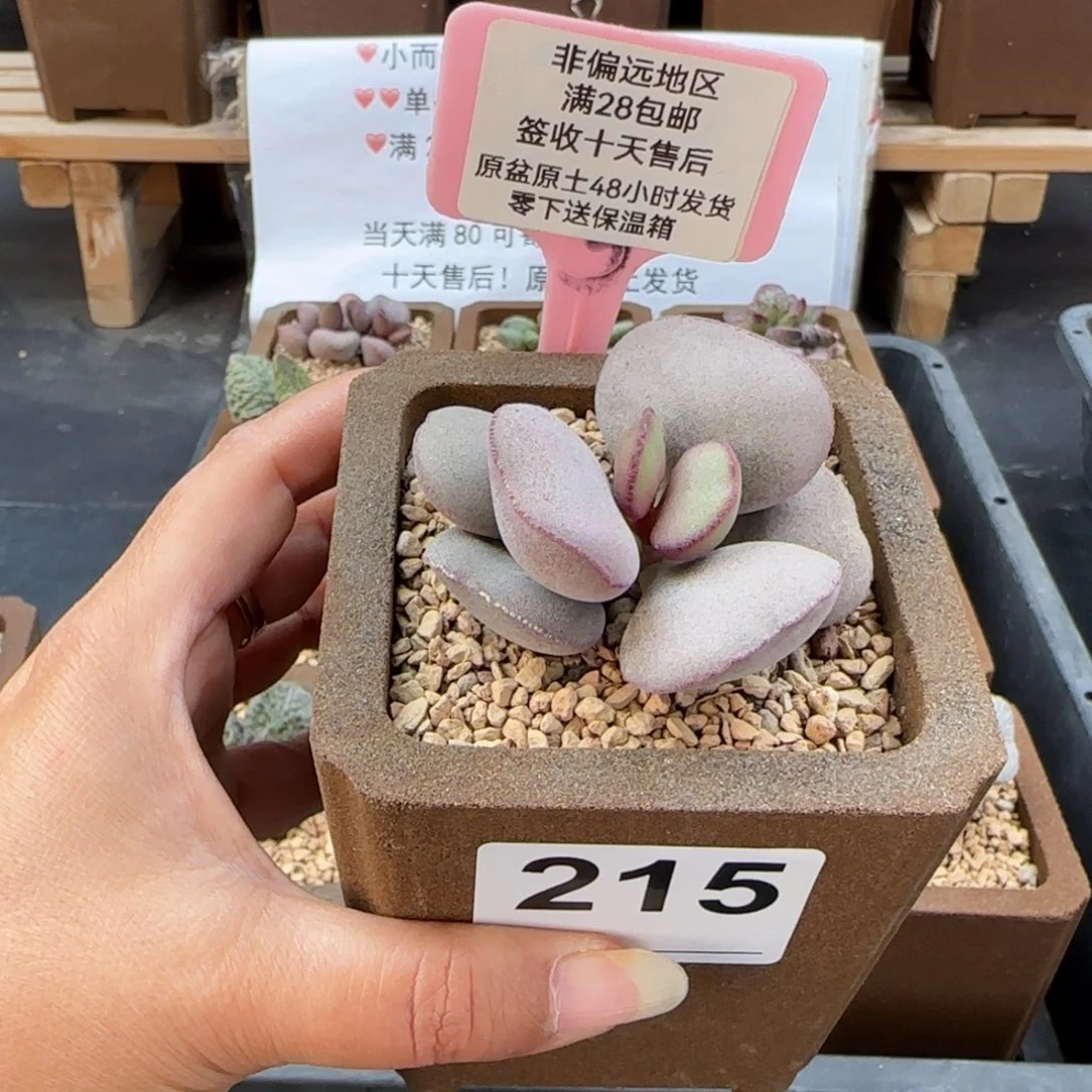 一***子215白肌红蛋多肉植物