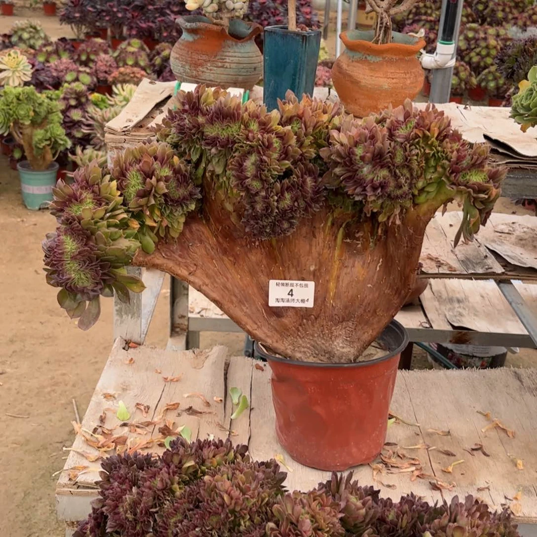 4万圣节缀化多肉植物