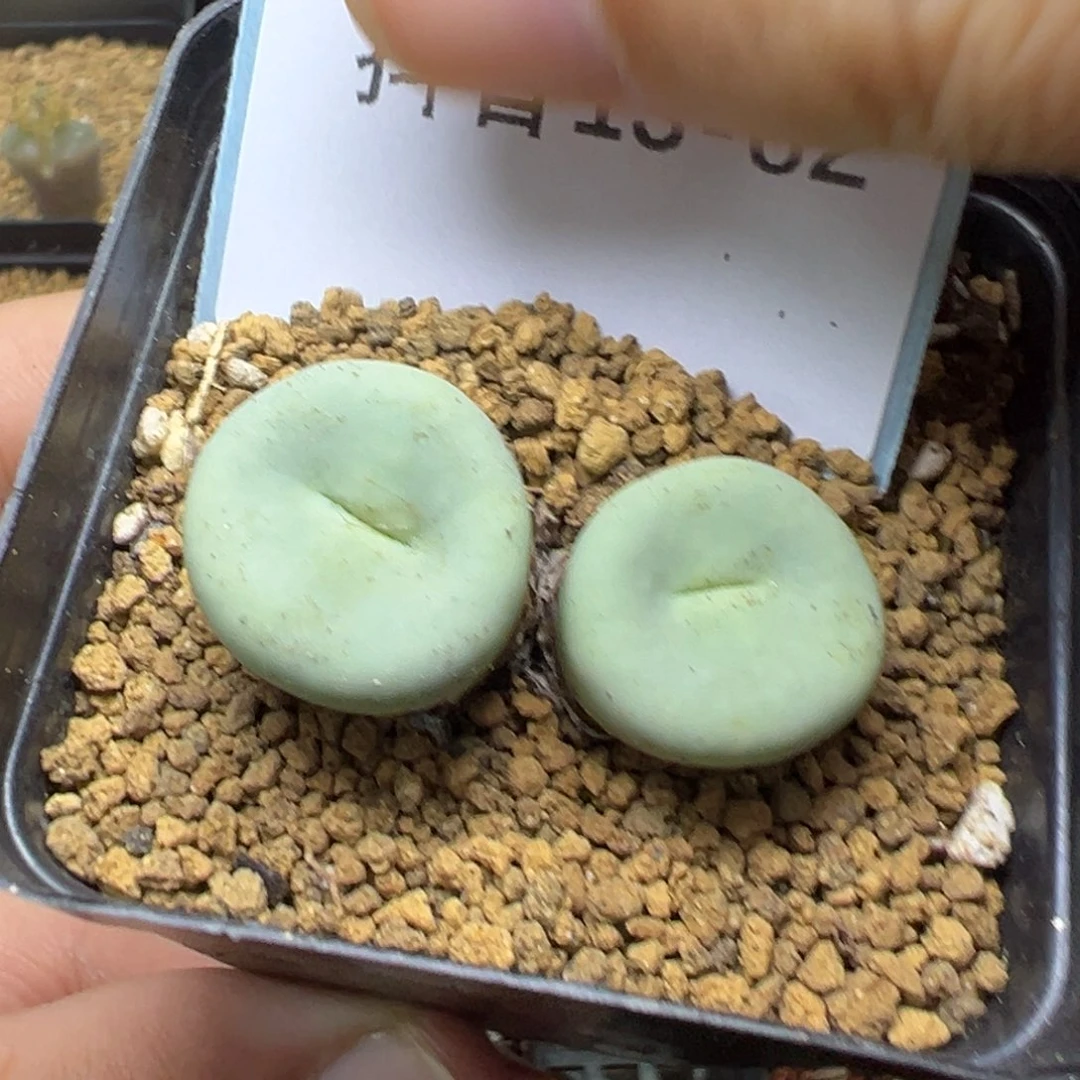 13-82肉锥多肉植物