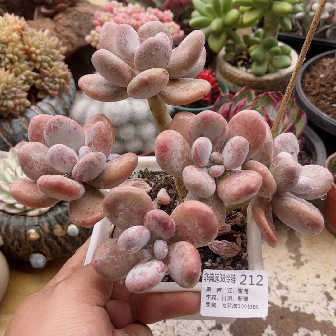 212美妮德华多肉