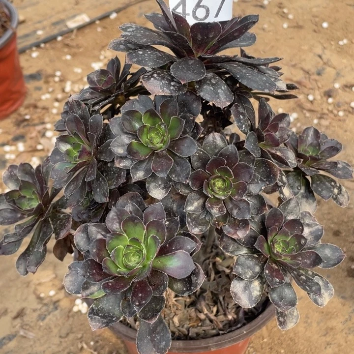 467多肉植物灰豆