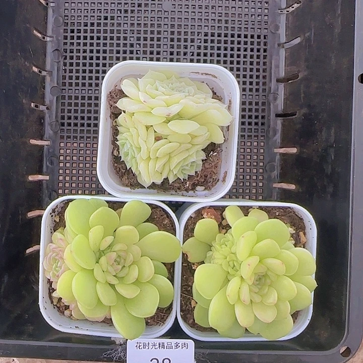 Q*n花时光精品多肉38