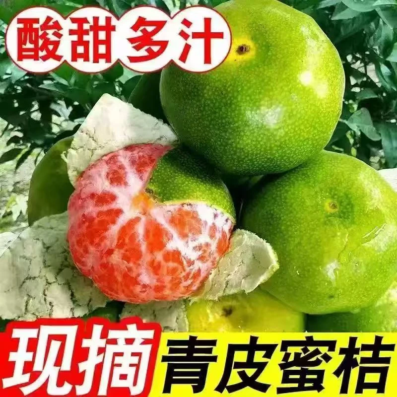 【现摘现发】酸甜可口云南青皮蜜桔薄皮多汁酸甜爽口当季新鲜水果