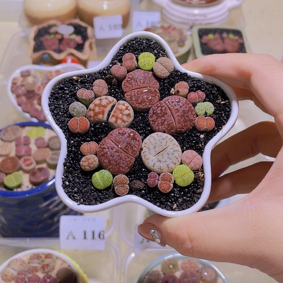 112五角星脚板。。。。。。。