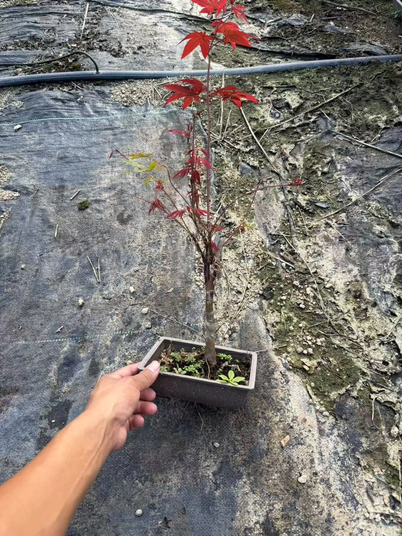 中国三季红枫树盆栽耐寒叶片不太多盆破不赔【植物图片仅供参考】