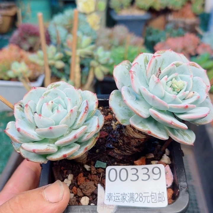 幸运的是我还没遇到