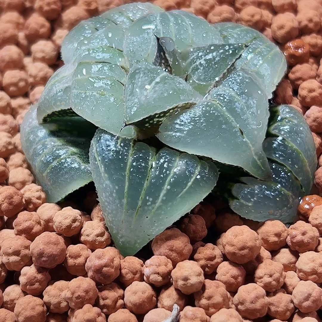 十二卷多肉玉颜寿