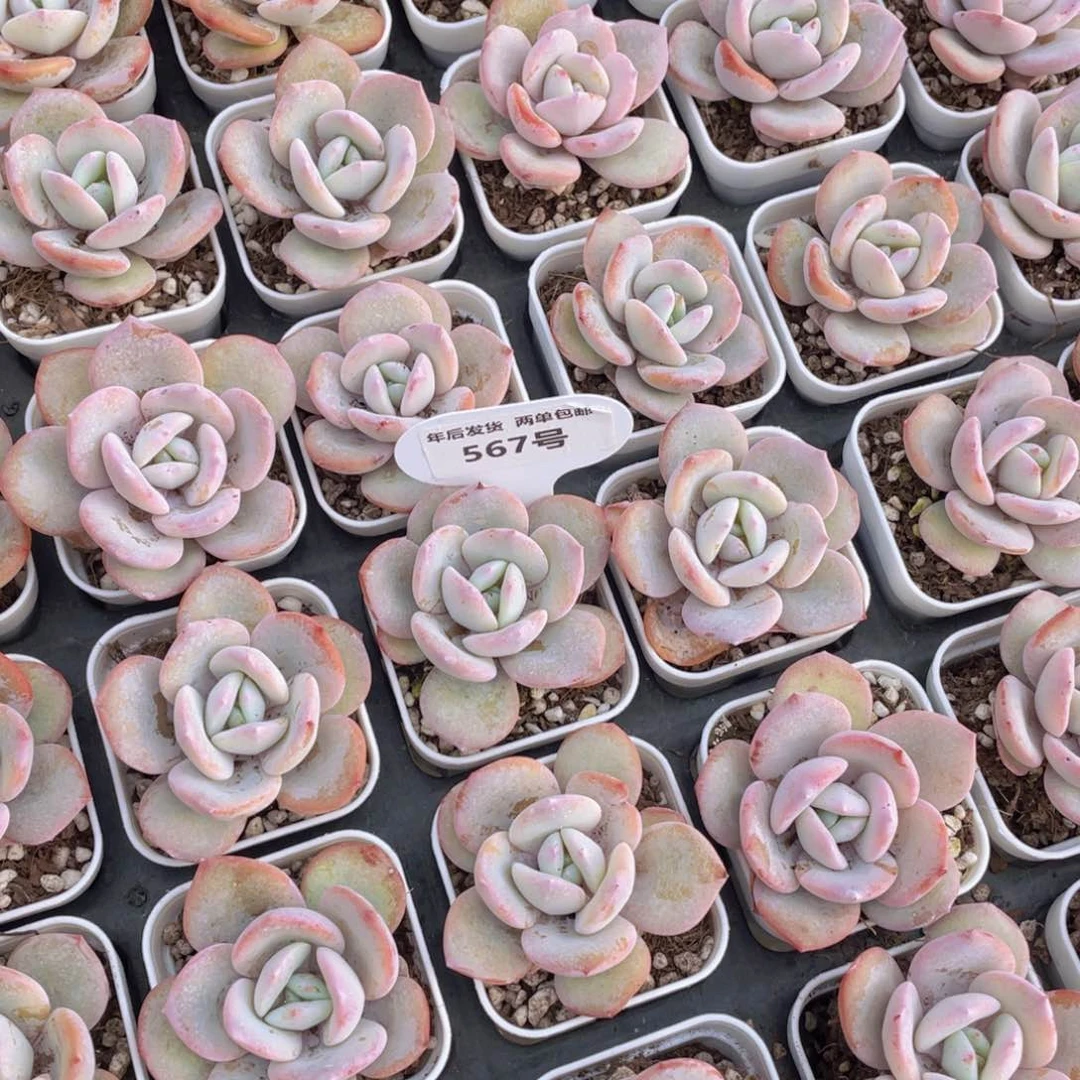 567号新年福利韩货奶茶单头一个