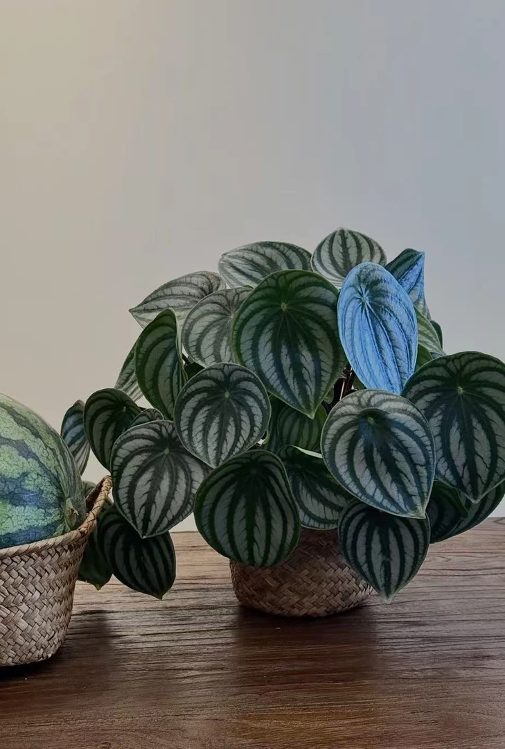 西瓜皮椒草盆栽室内好养ins风观叶植物桌面绿植