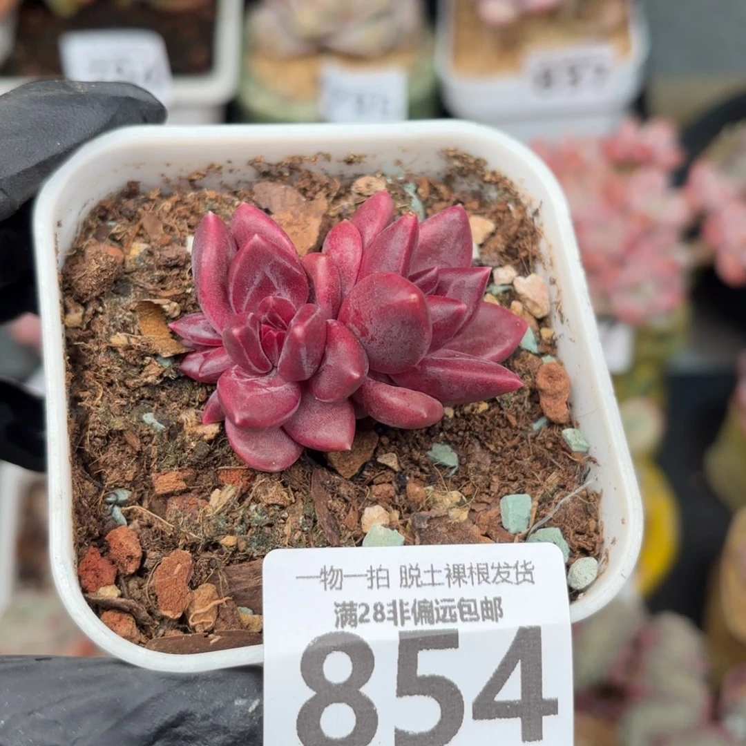 小迷雾泡泡无盆土发货