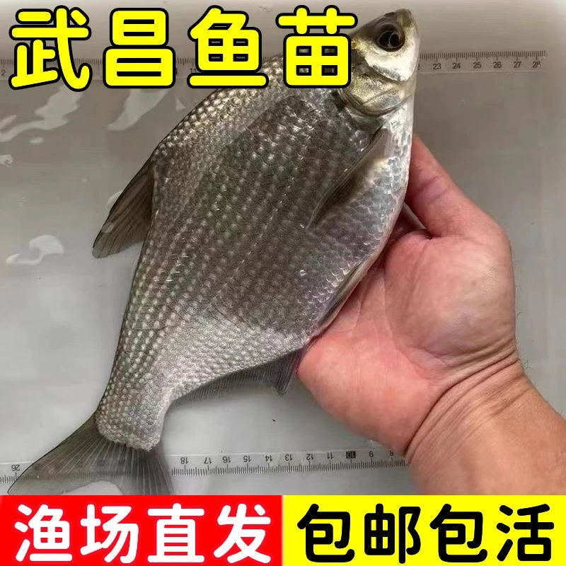 武昌鱼苗扁鱼苗淡水养殖食用鳊鱼苗团头鲂活体边鱼苗
