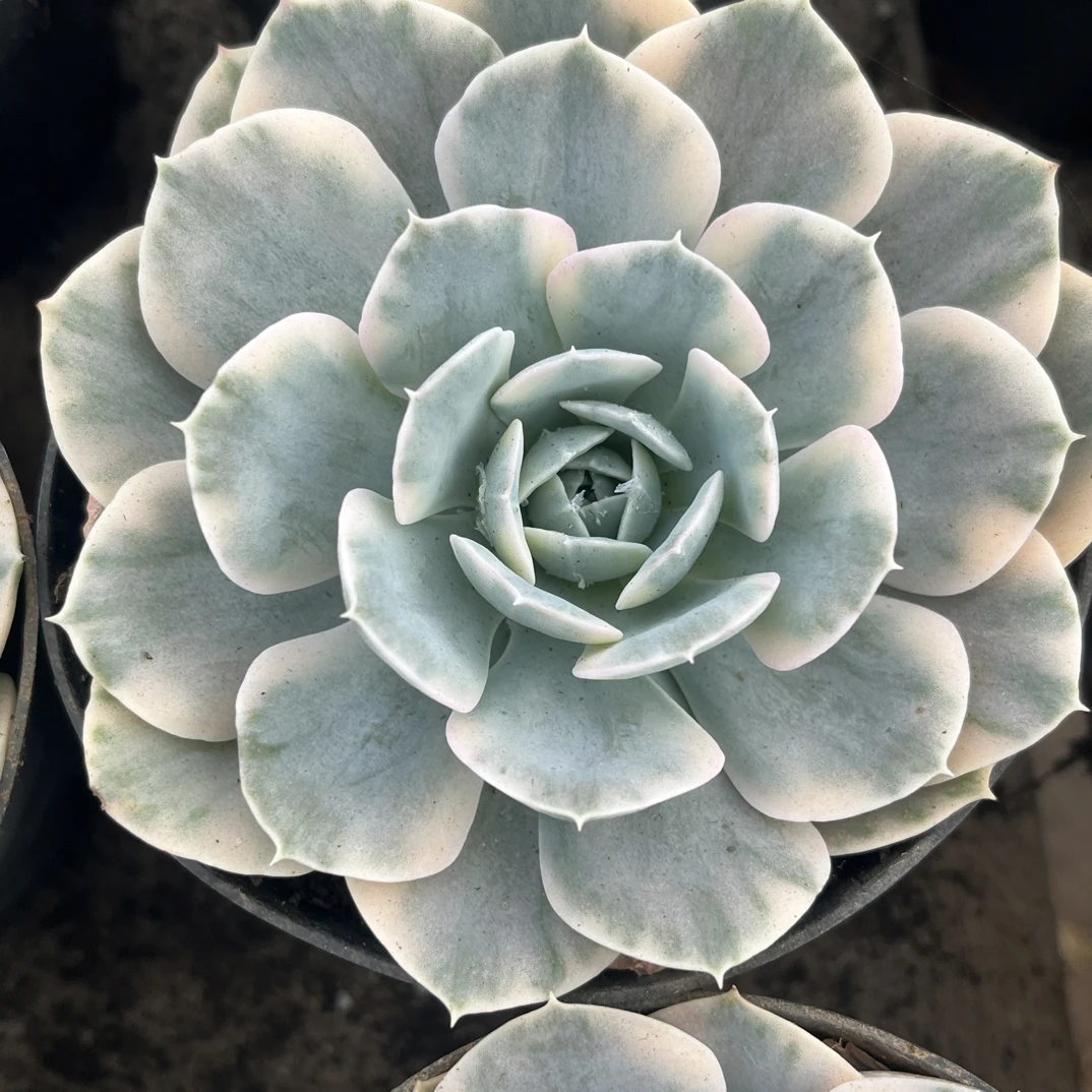 【任意两单包邮】蓝石莲锦8厘米多肉植物，脱土发货
