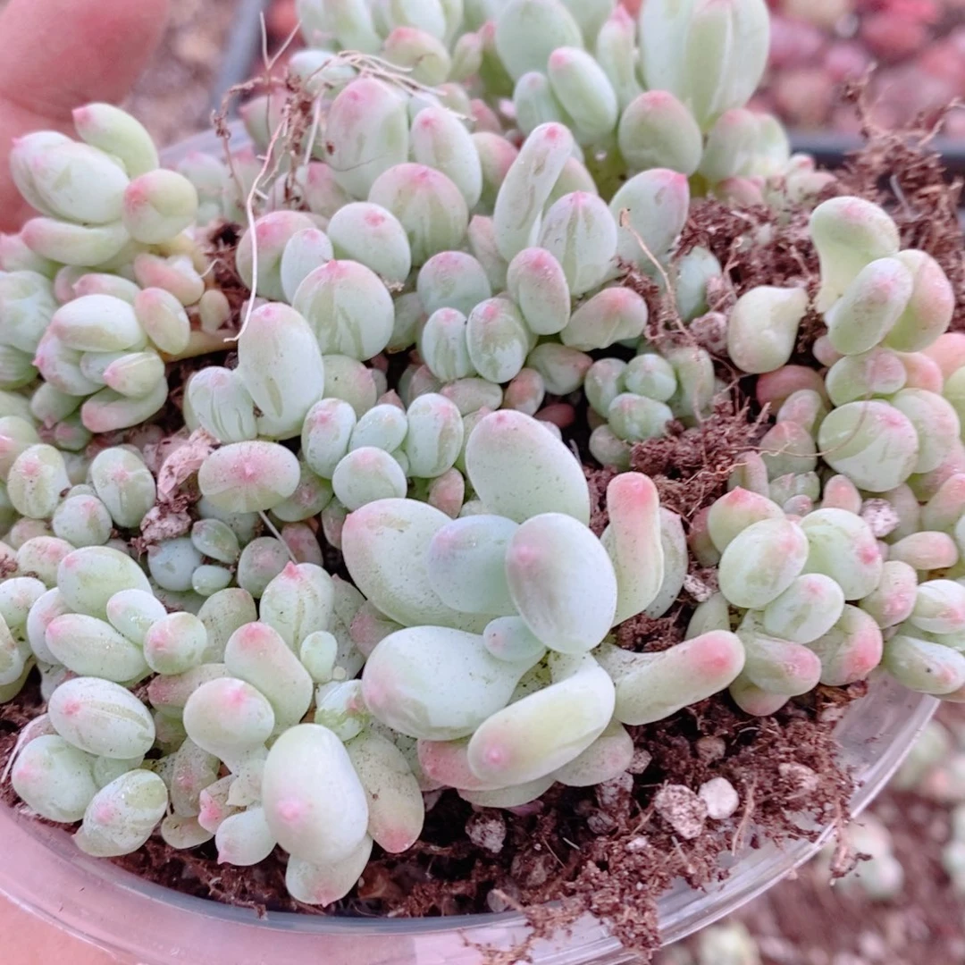 多肉植物精品切糕B355
