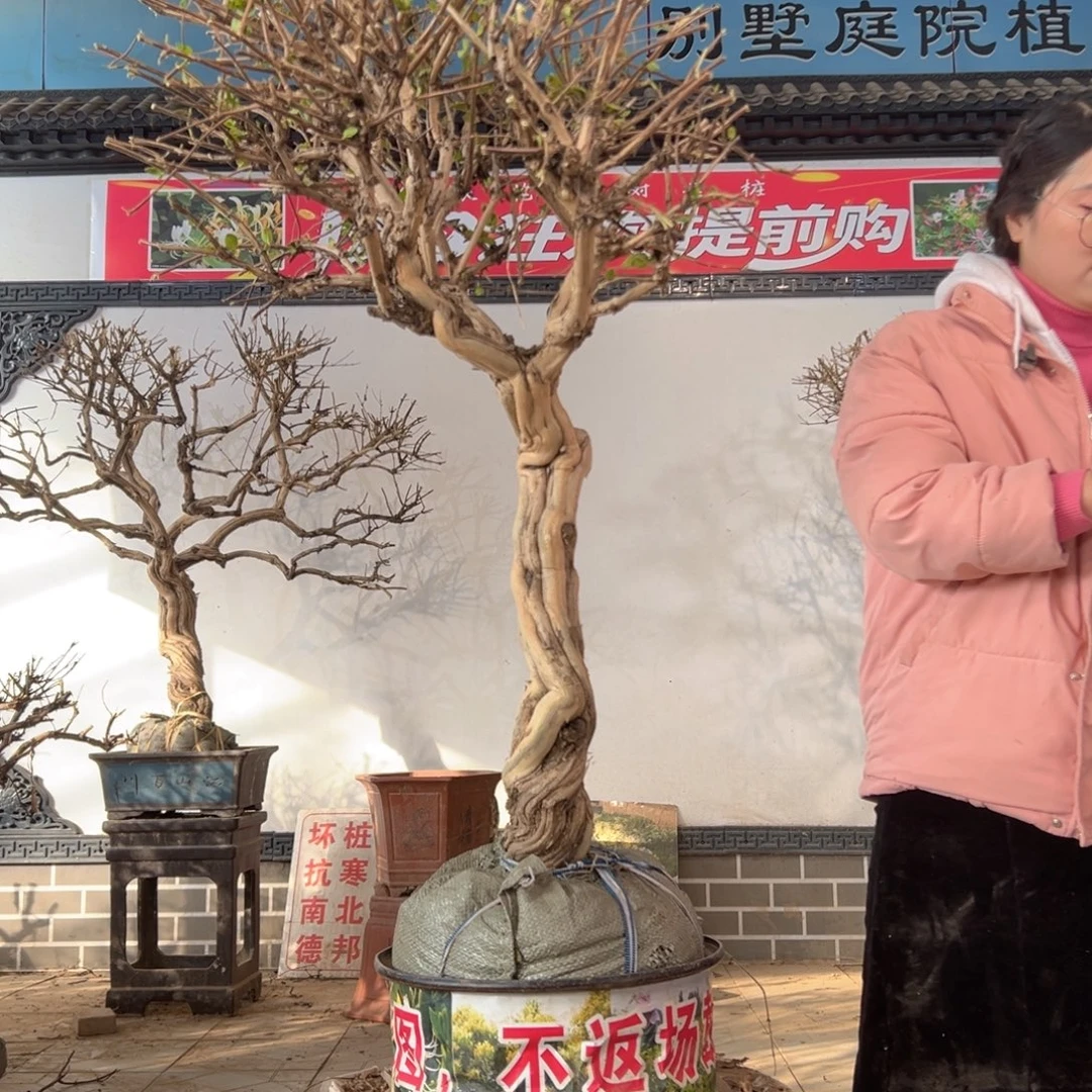 无花朵金银花888888
